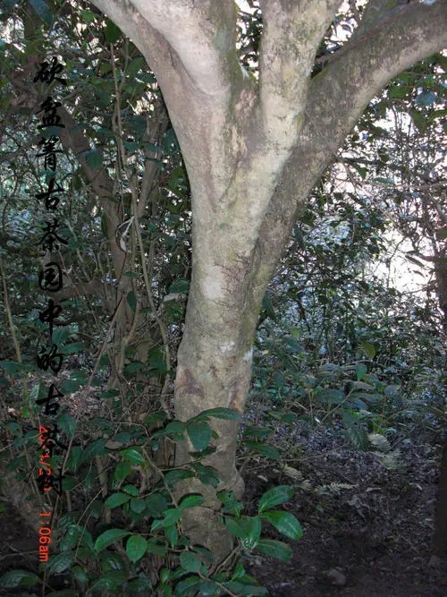 2022年鎮(zhèn)沅砍盆箐古樹春茶多少錢一公斤？