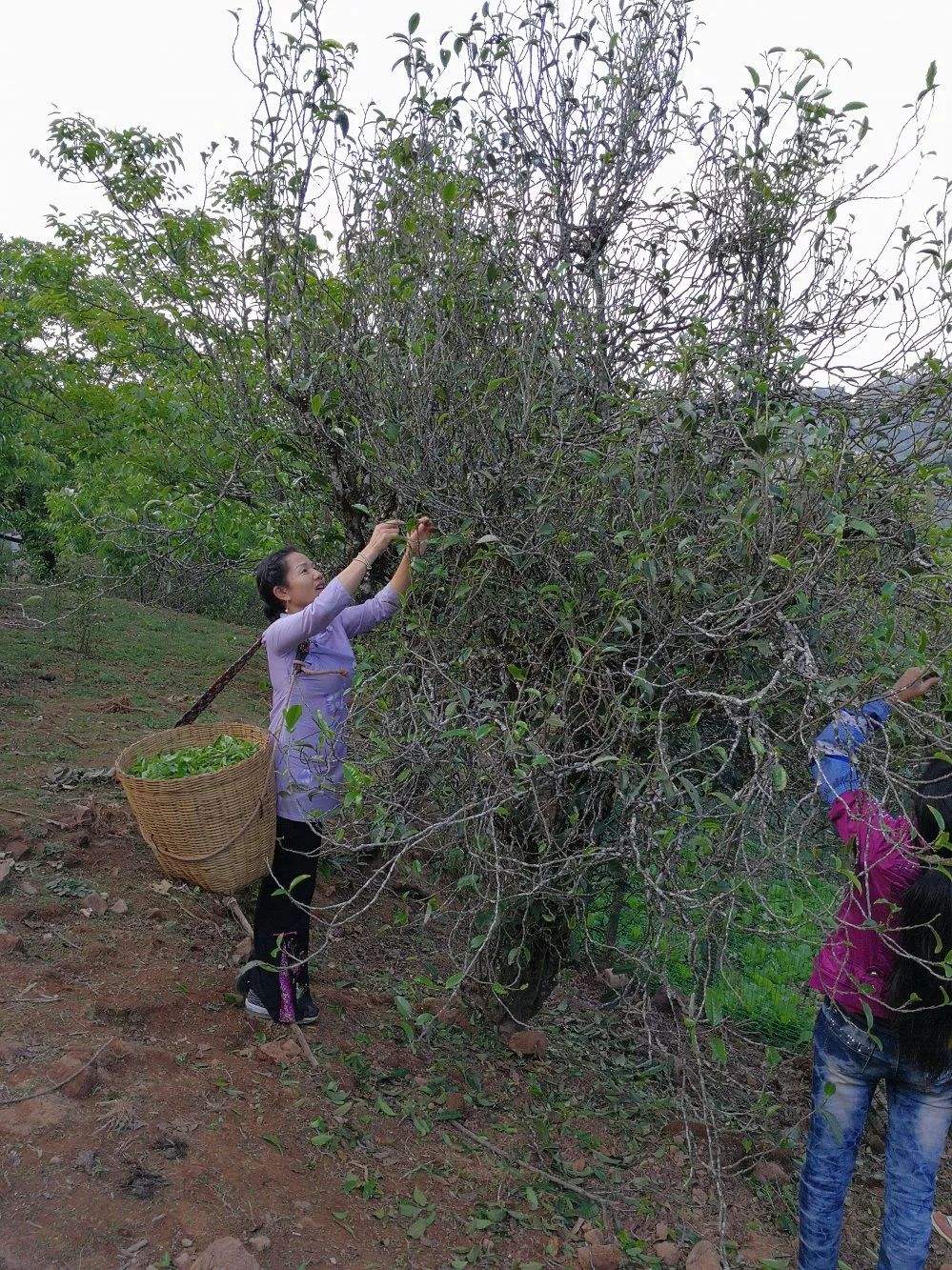 2022年鎮(zhèn)沅打筍山古樹春茶口感？