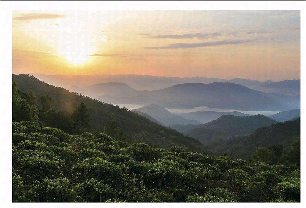 2022年鎮(zhèn)沅老烏山古樹春茶口感？