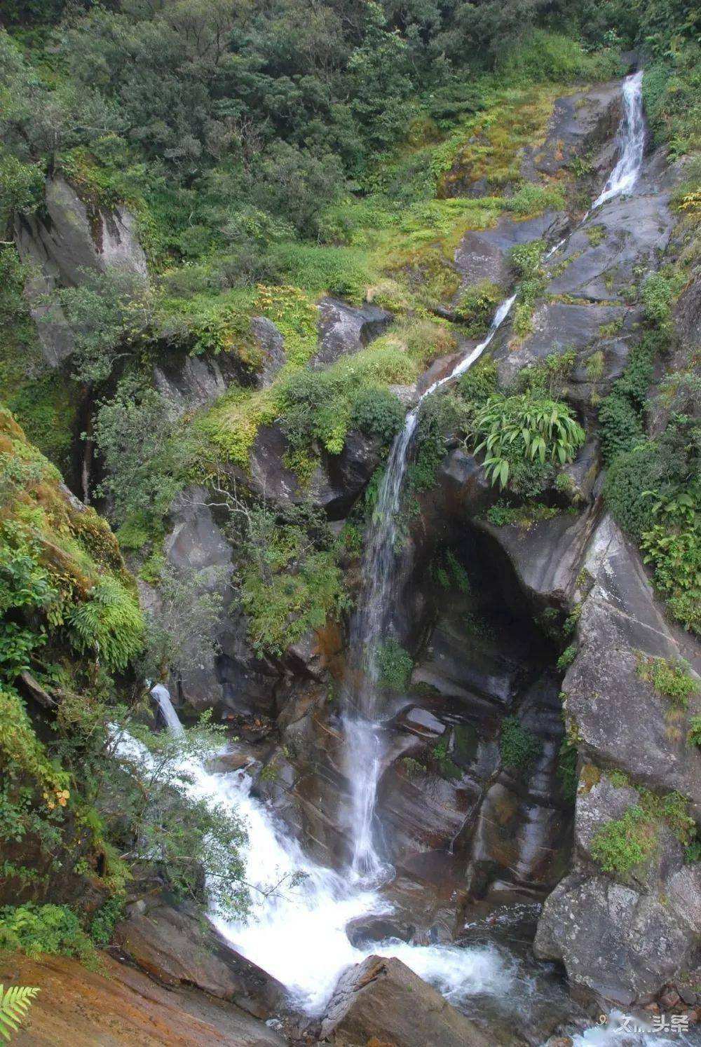 2022年鎮(zhèn)沅千家寨古樹春茶特點？