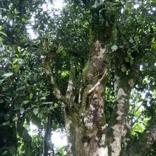 2022年鎮(zhèn)沅千家寨古樹春茶口感？