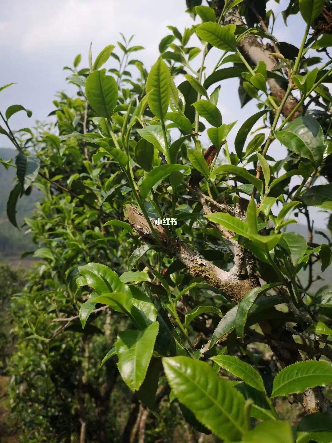 2022年寧洱擺尾箐古樹春茶口感？