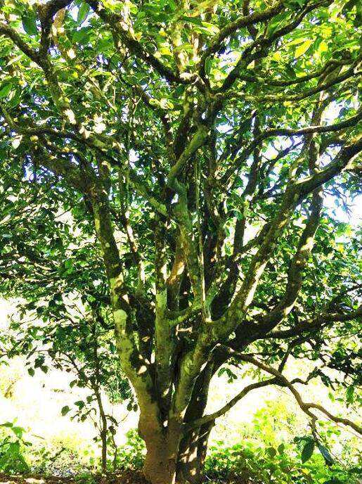 2022年這個春天，回到家鄉(xiāng)擺尾箐，與家人一起用心制茶！