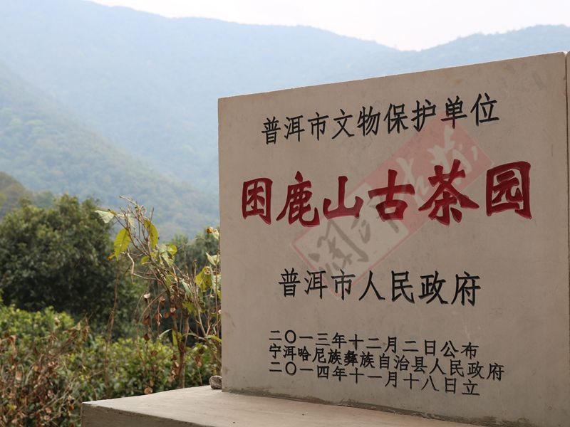 2022年困鹿山古樹(shù)春茶多少錢(qián)一公斤？