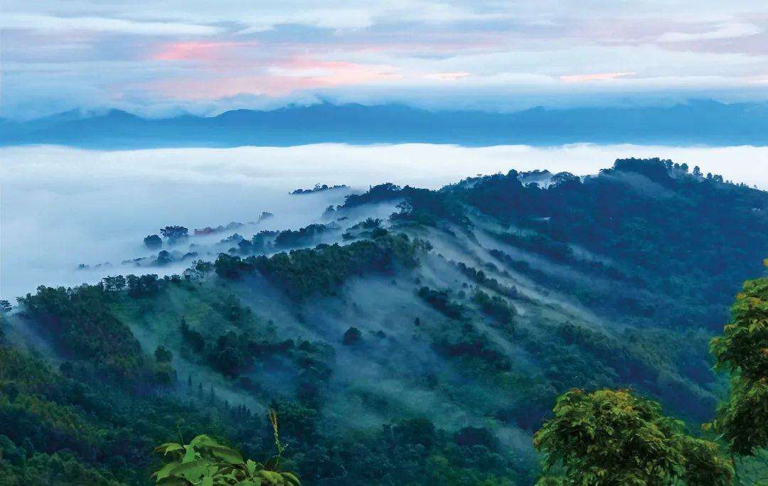 2022年景邁山古茶林為什么可以申遺？