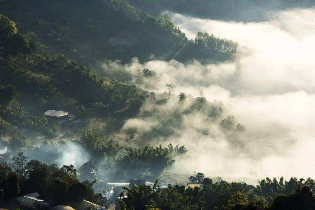 2022景邁山古樹春茶價(jià)格？