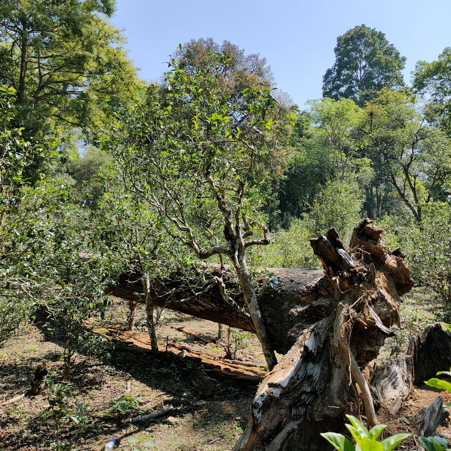 2022麻黑古樹春茶口感？