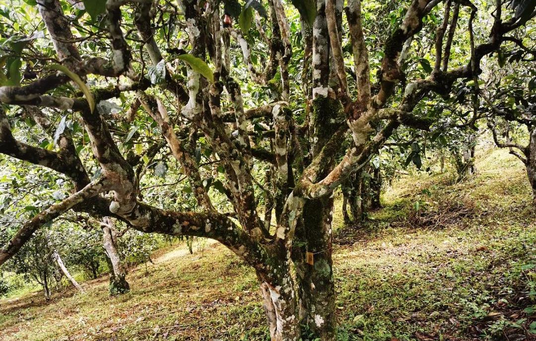 2022年落水洞古樹春茶價格？