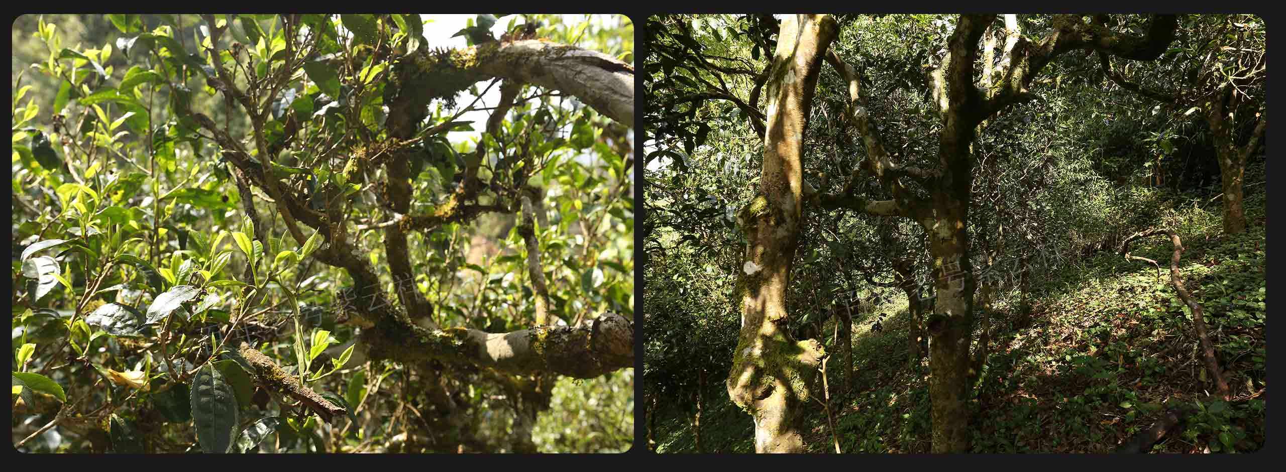 2022年大漆樹古樹春茶價格？