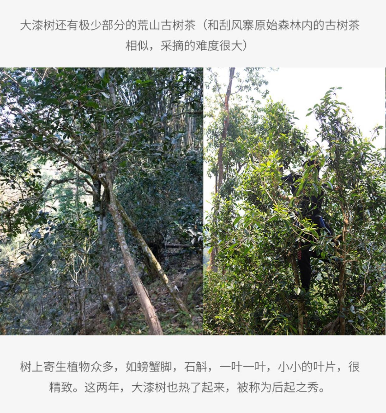 2022年大漆樹古樹春茶多少錢一公斤？