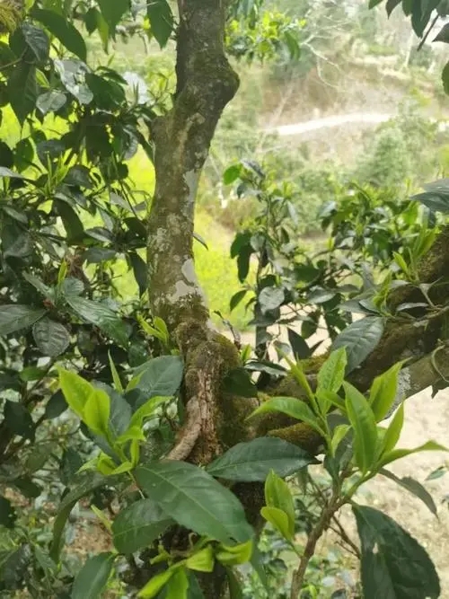 2022年彎弓古樹春茶特點？