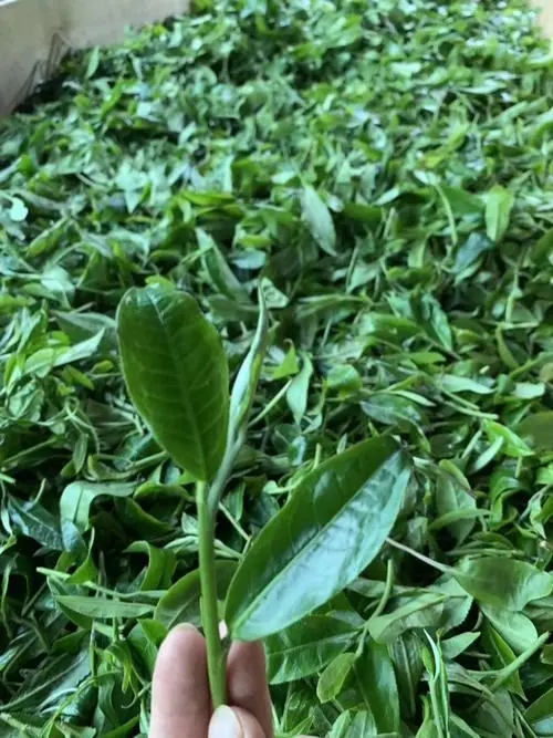 2022年彎弓古樹春茶口感？