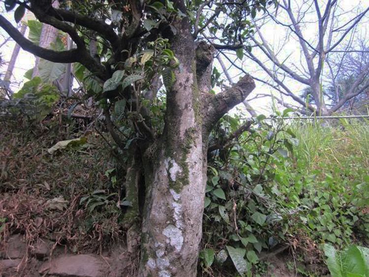 2022年白茶園古樹春茶特點？