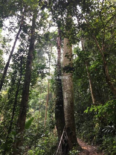 2022年刮風寨茶王樹古樹春茶特點？