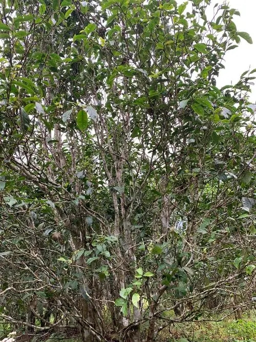 2022年刮風寨茶王茶古樹春茶口感？