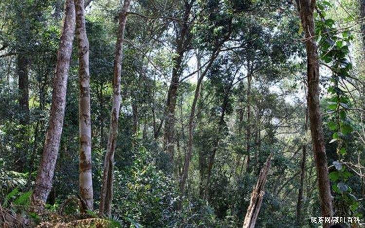 2022年冷水河古樹春茶特點？