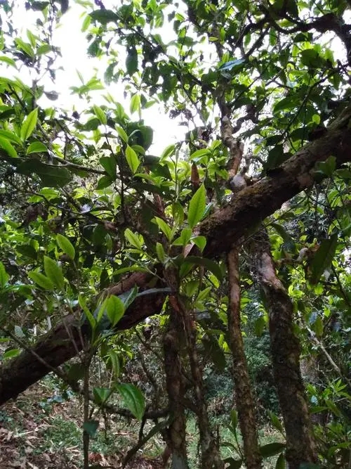 2022年刮風寨超微產(chǎn)區(qū)之冷水河