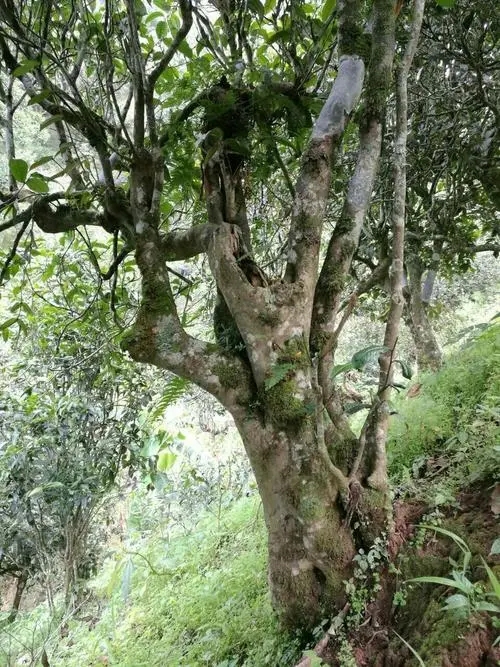 2022年黑水梁子古樹春茶特點(diǎn)？