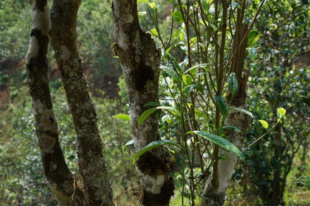 2022年黑水梁子——與你一起，走進(jìn)茶馬古道的源頭