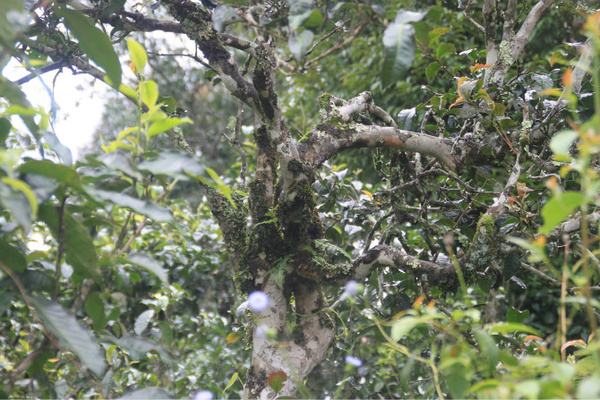 2022年茶氣狂野，香柔蜜韻的刮風(fēng)寨茶坪古樹茶