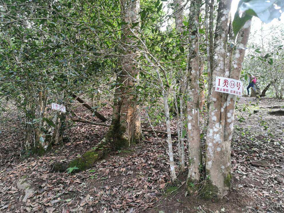 2022年薄荷塘古樹春茶口感？