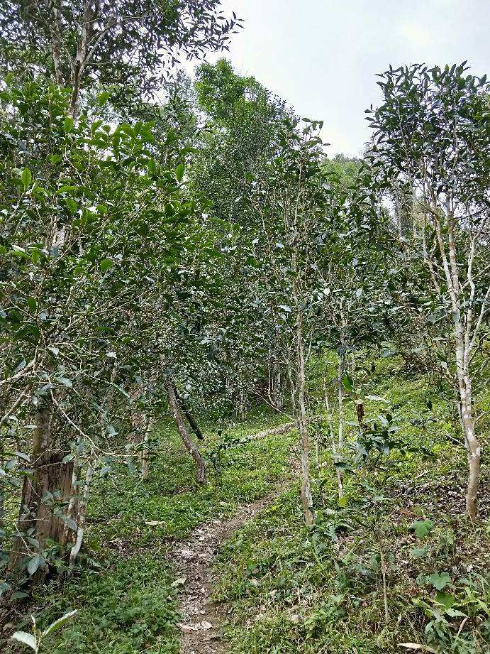 2022年多依樹古樹春茶特點(diǎn)？