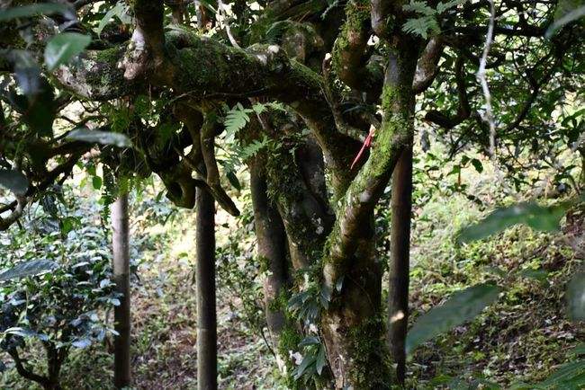 2022年多依樹古樹春茶多少錢一公斤？