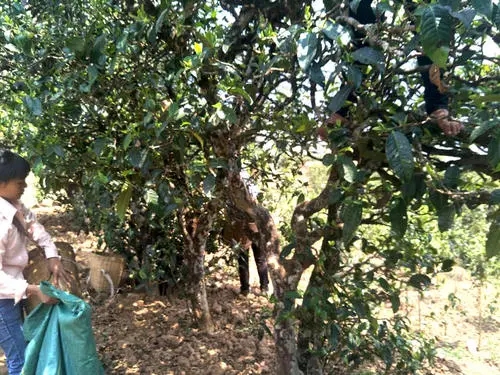 2022年易武張家灣古樹春茶特點(diǎn)？