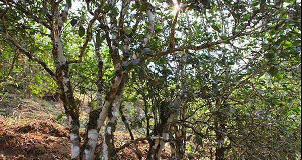 2022年易武張家灣古樹春茶口感？