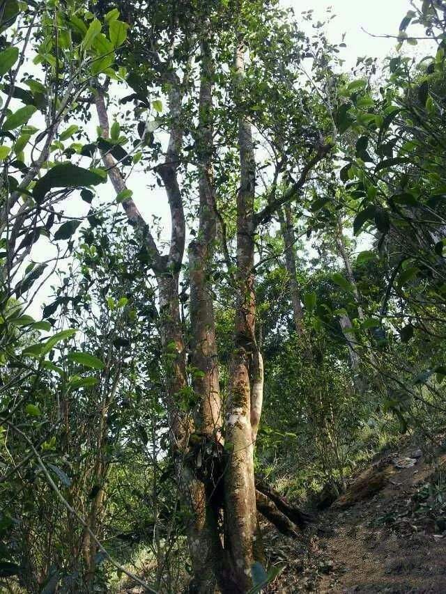 2022年一扇磨古樹春茶口感？