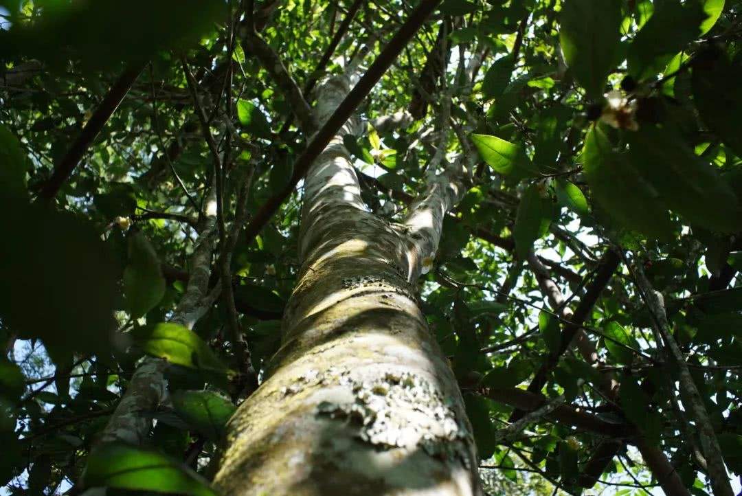 2022年香椿林古樹春茶口感？