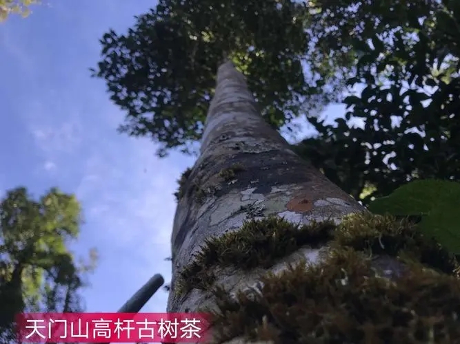 2022年天門山古樹春茶特點(diǎn)？