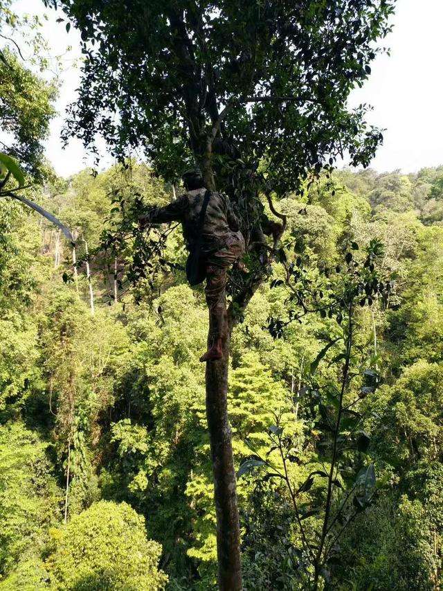 2022年天門山古樹春茶價(jià)格？