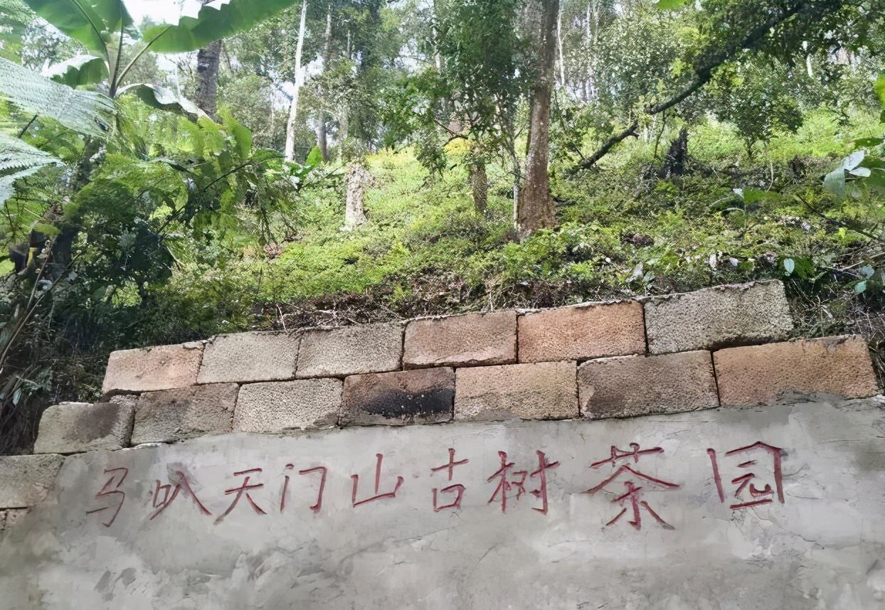 2022年天門山古樹春茶多少錢一公斤？