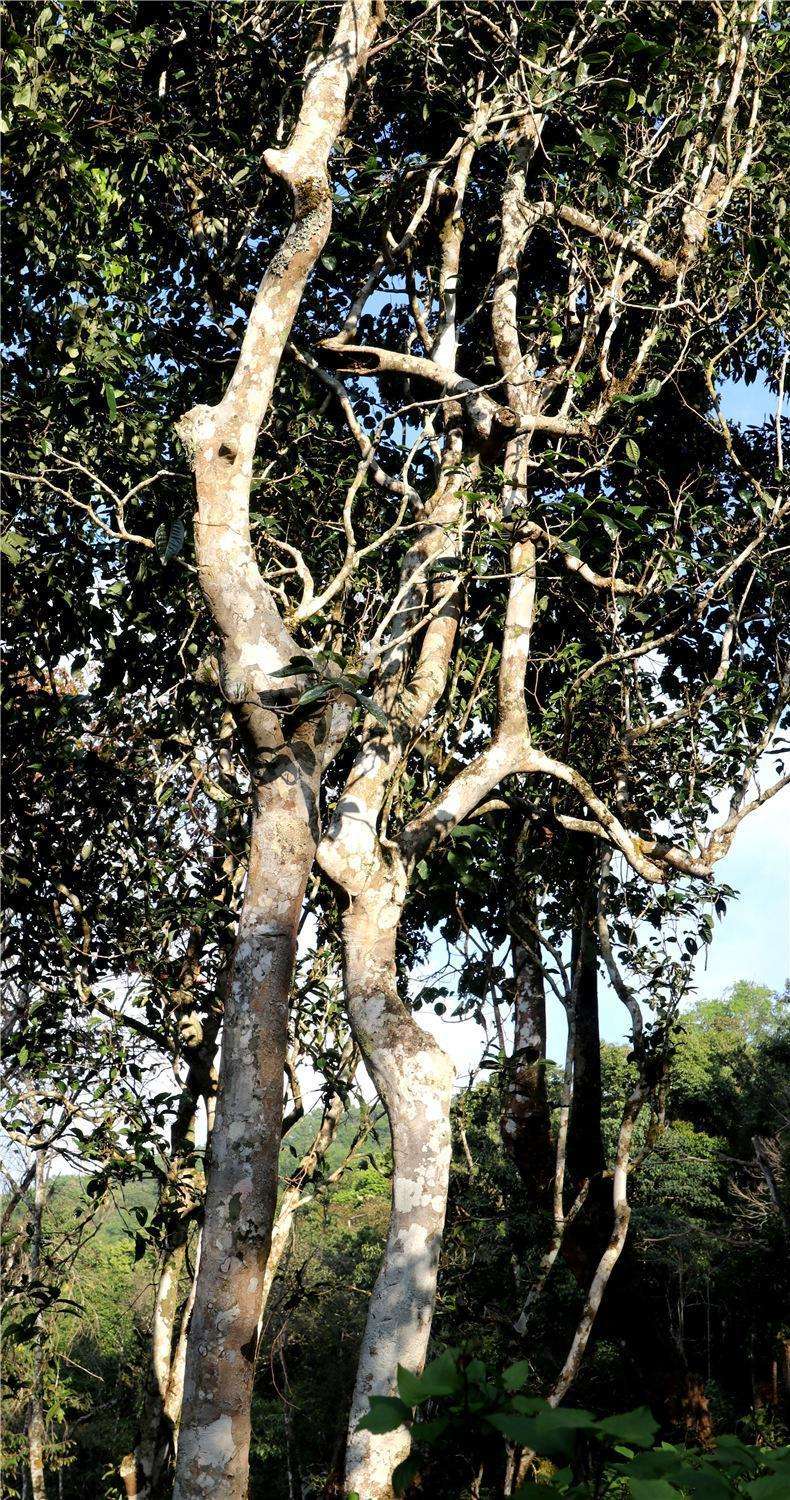 2022年天門山高桿古樹茶，神秘存在的好茶