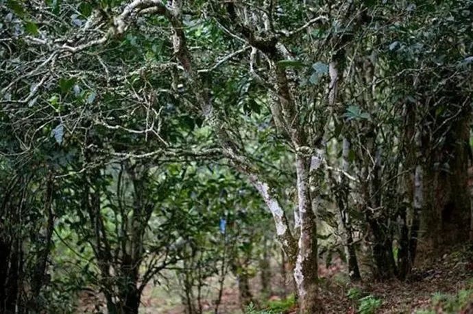 2022年高山寨古樹春茶特點(diǎn)？