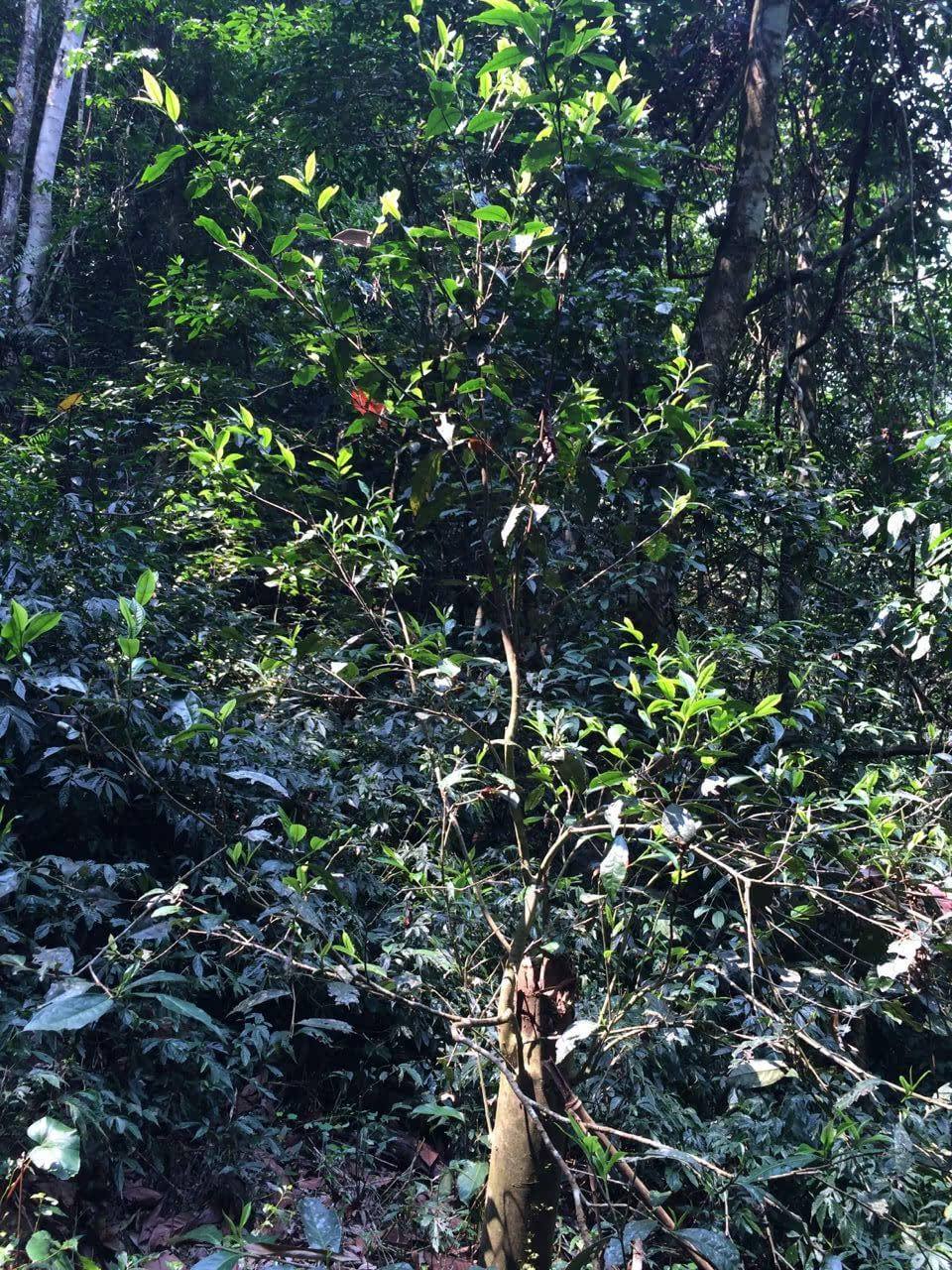 2022年高山寨古樹(shù)春茶多少錢一公斤？