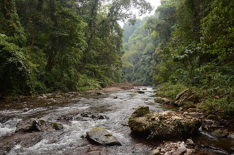2022年銅箐河古樹(shù)春茶特點(diǎn)？