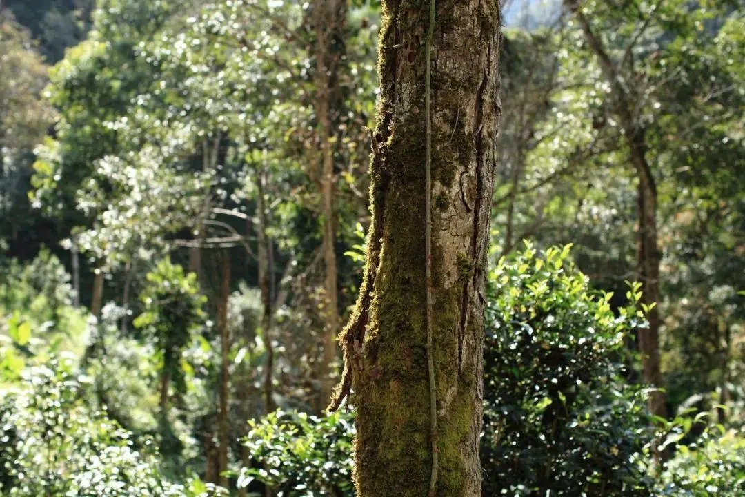 2022年百花潭古樹(shù)春茶口感？
