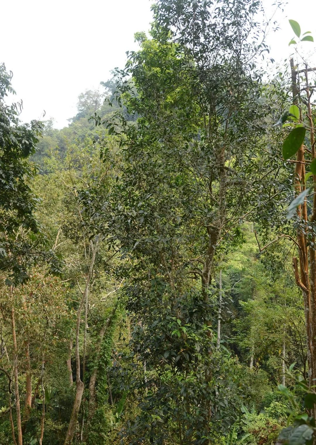 2022年百花潭古樹(shù)春茶價(jià)格？