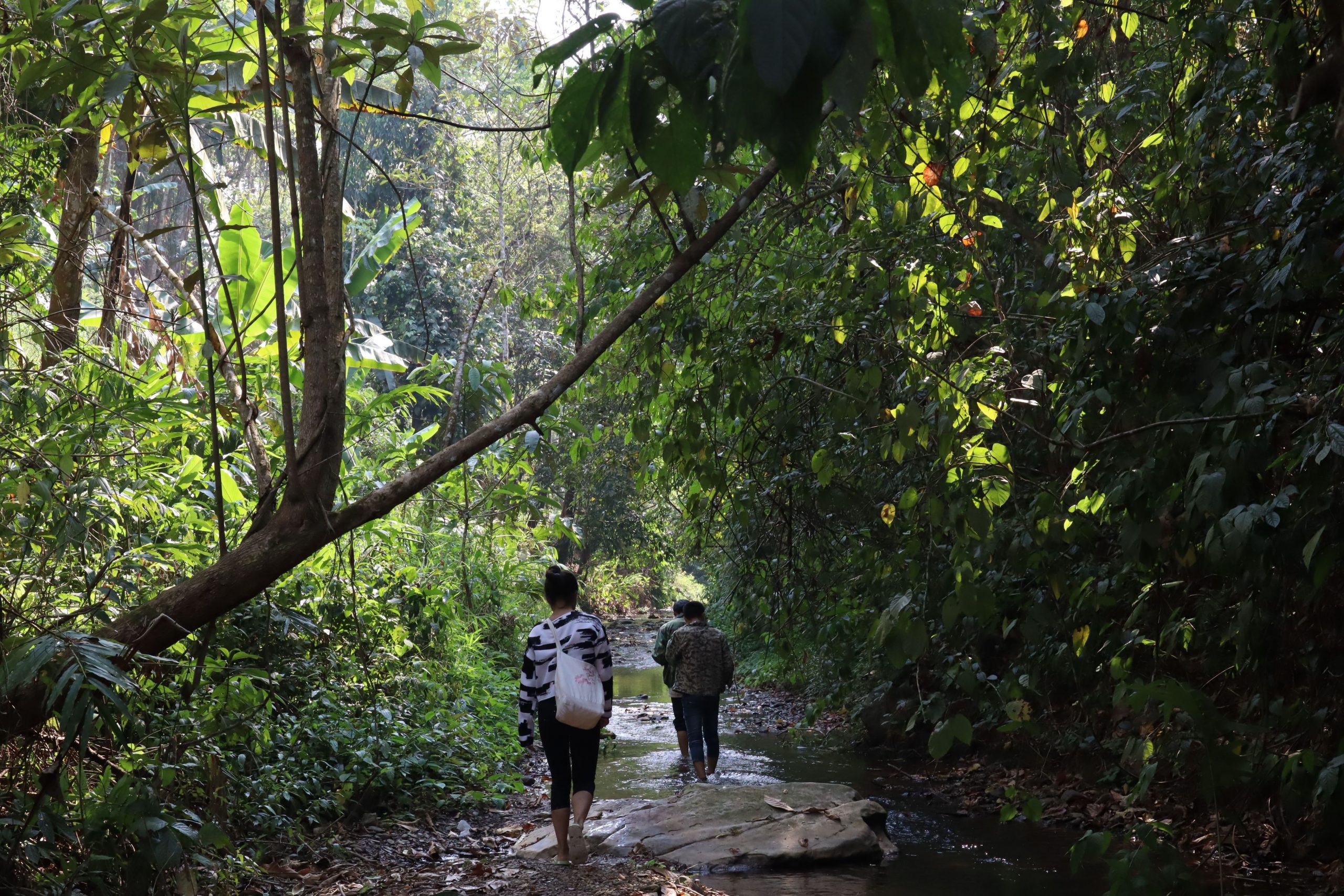 2022年蟒蛇箐古樹(shù)春茶口感？