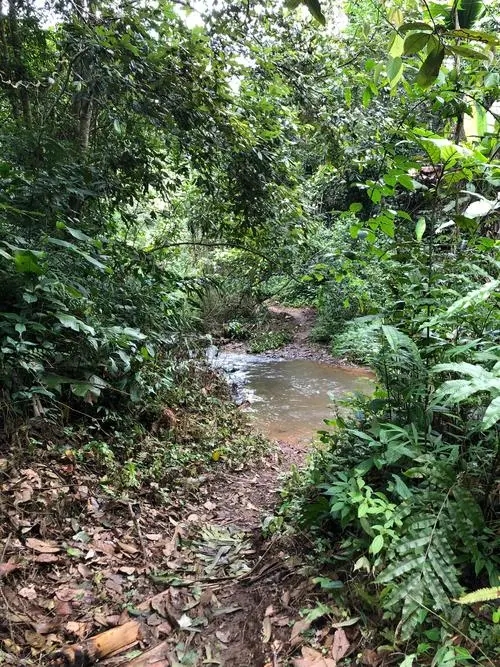 2022年蟒蛇箐古樹(shù)春茶價(jià)格？