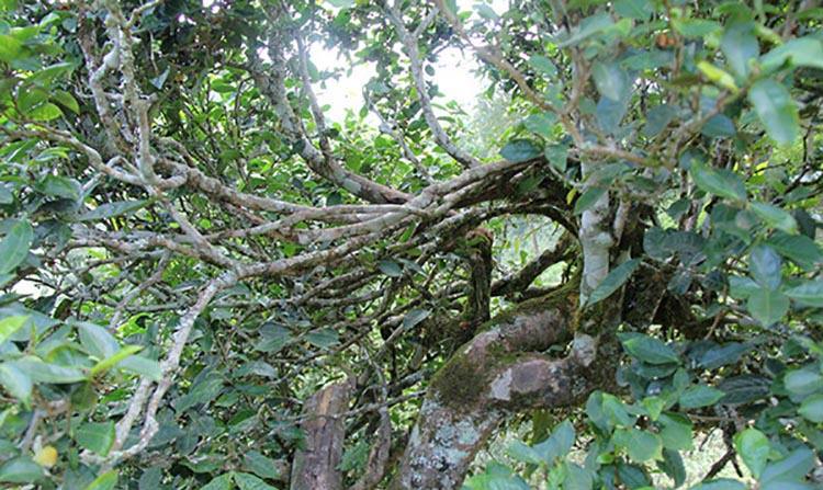 2022年倚邦曼拱古樹(shù)春茶特點(diǎn)？