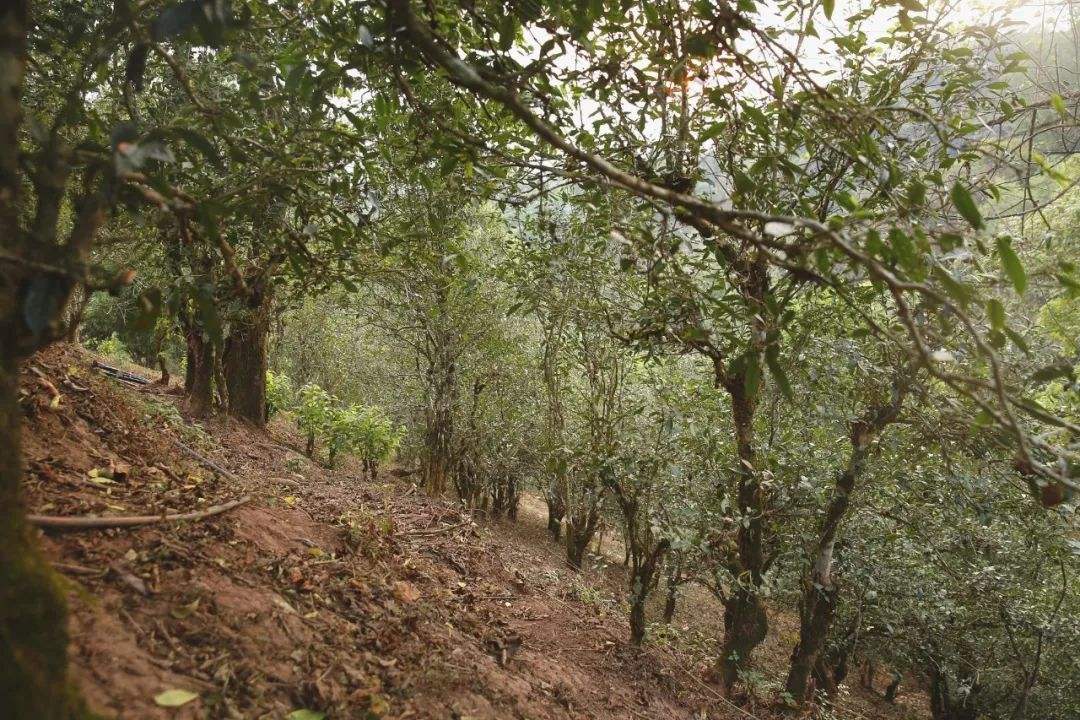 2022年倚邦曼拱古樹(shù)春茶口感？