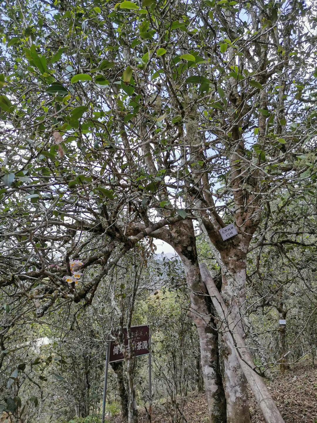 2022年大黑樹(shù)林古樹(shù)春茶特點(diǎn)？