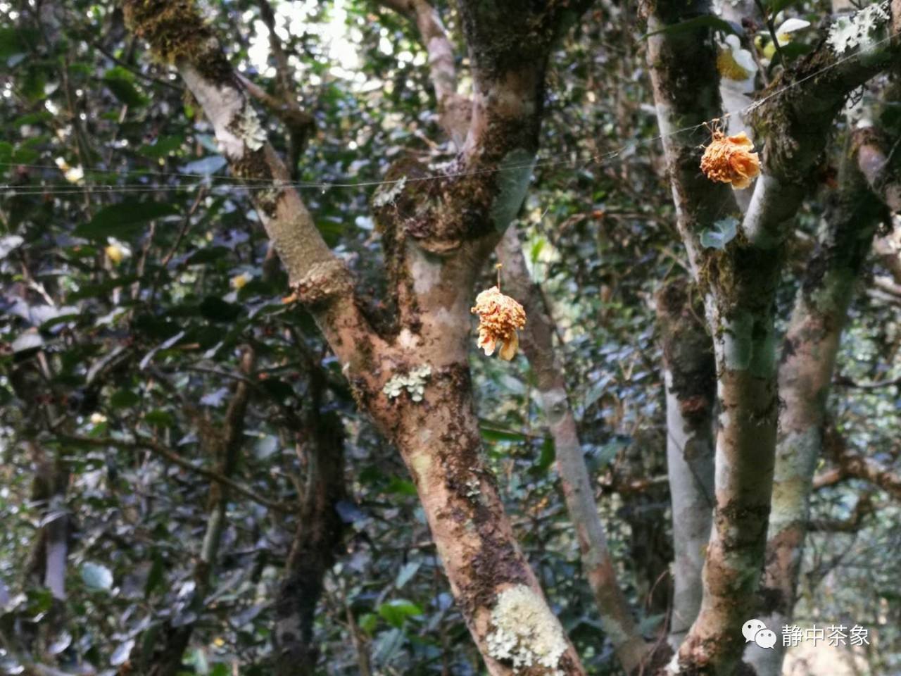 2022年大黑森林古樹(shù)春茶多少錢(qián)一公斤？