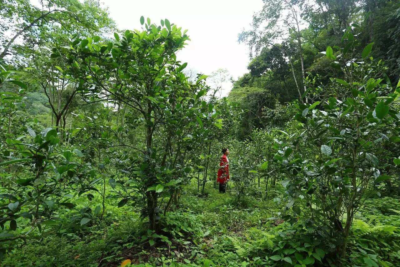 2022年曼松古樹(shù)春茶口感？