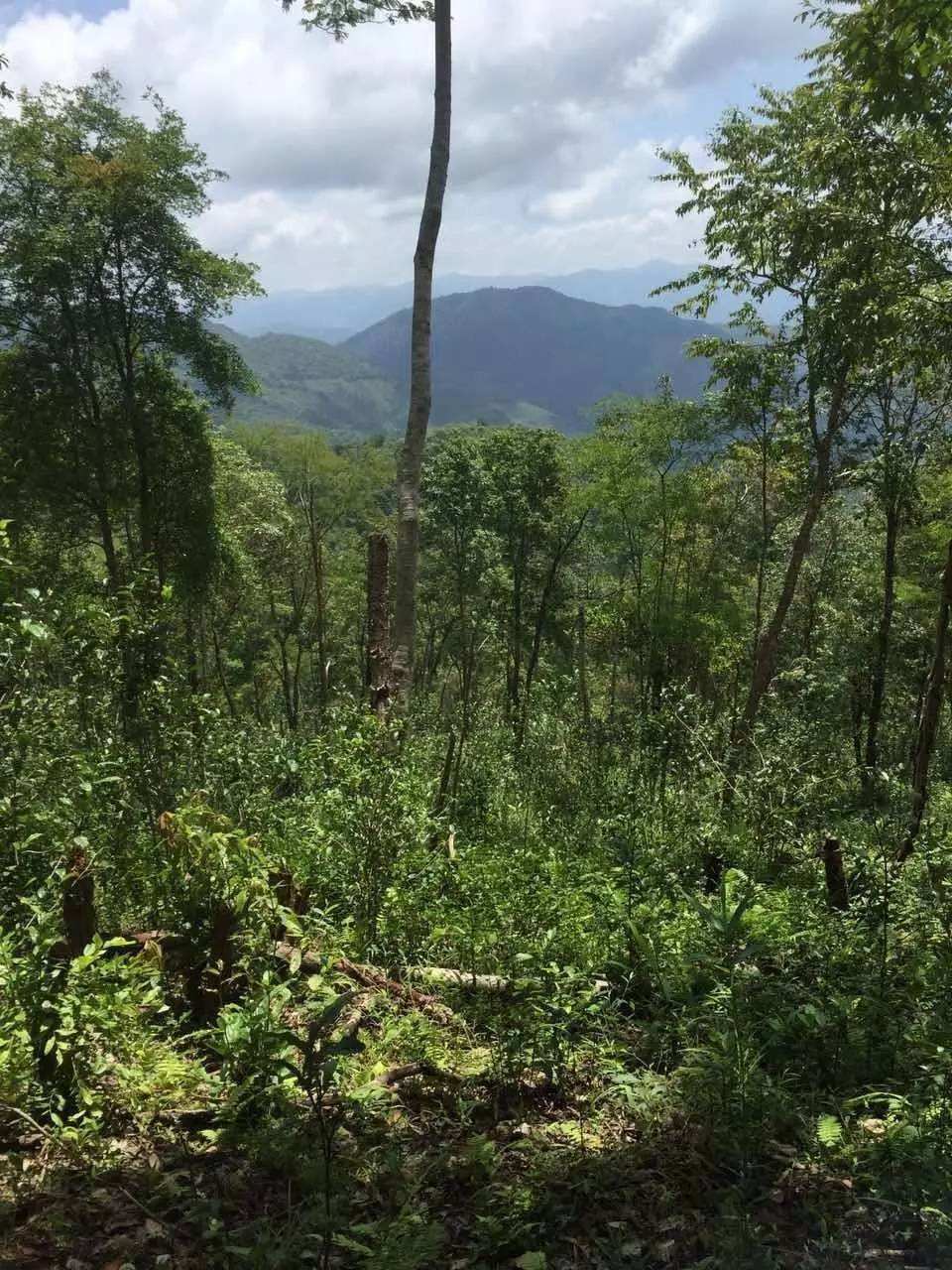 2022年一泡曼松古樹(shù)春茶？一飲帝王味……