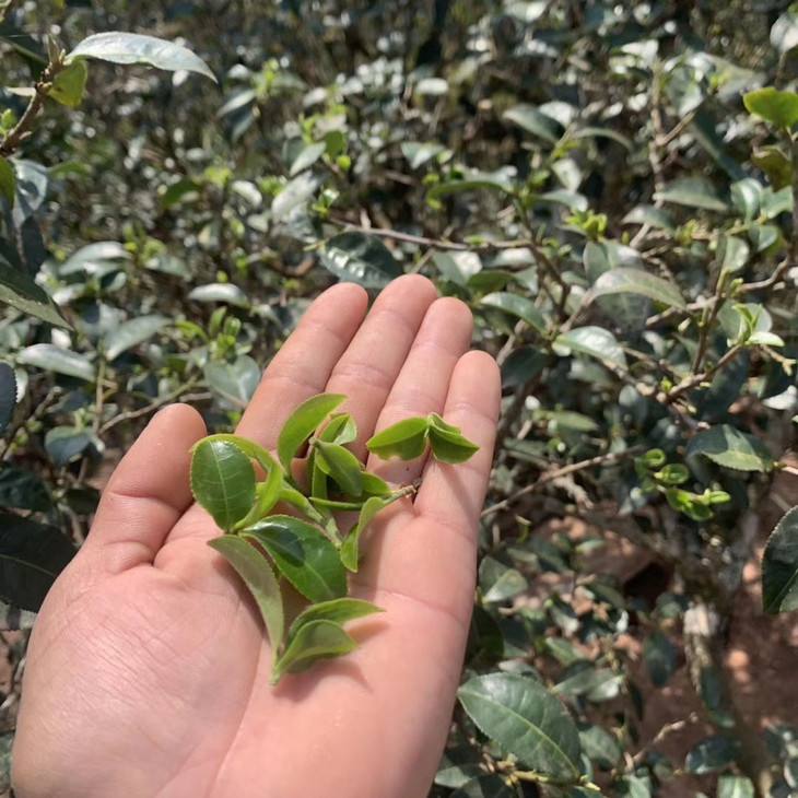 2022年倚邦貓耳朵古樹(shù)春茶口感？