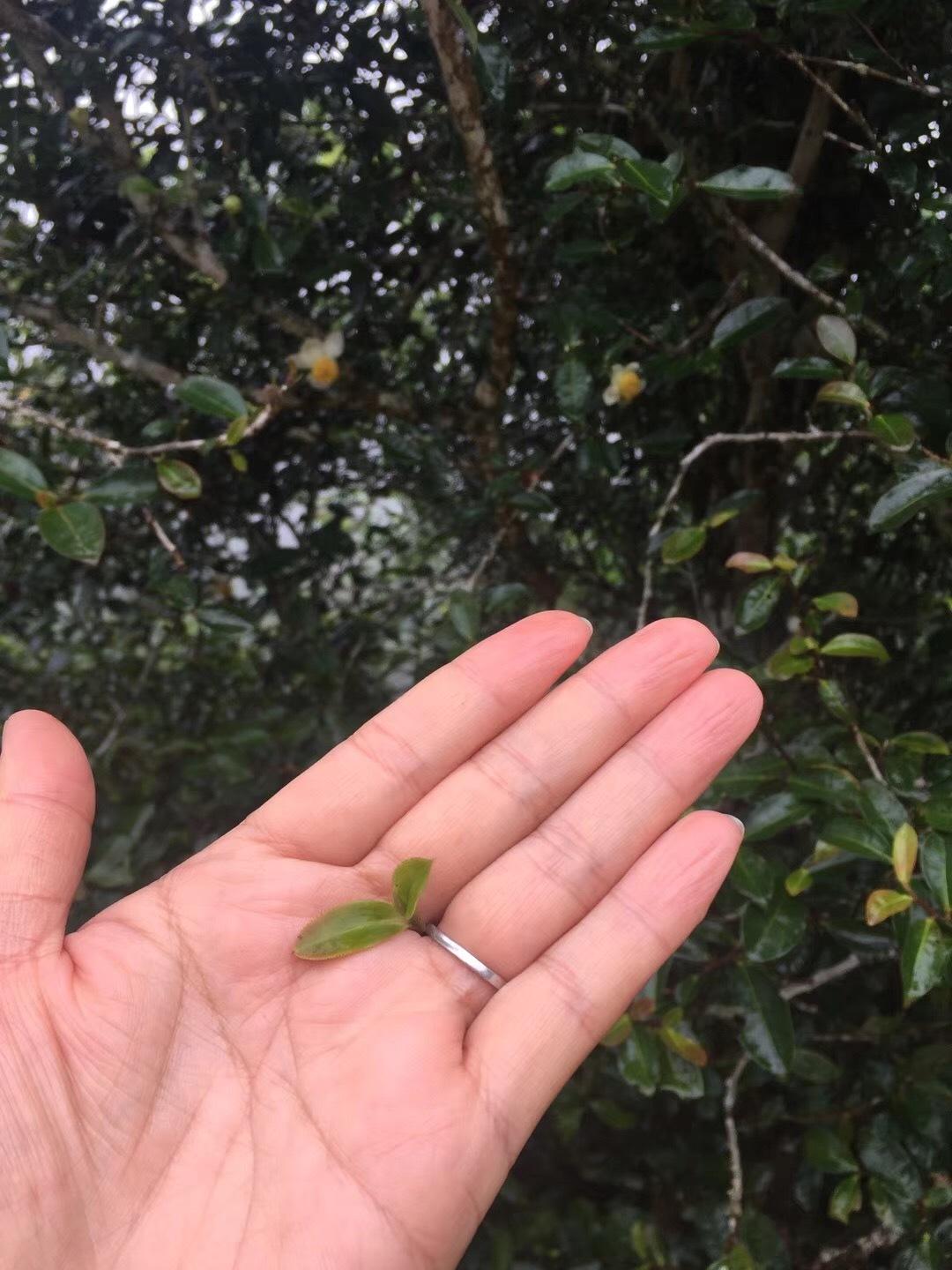 2022年倚邦貓耳朵古樹(shù)春茶價(jià)格？